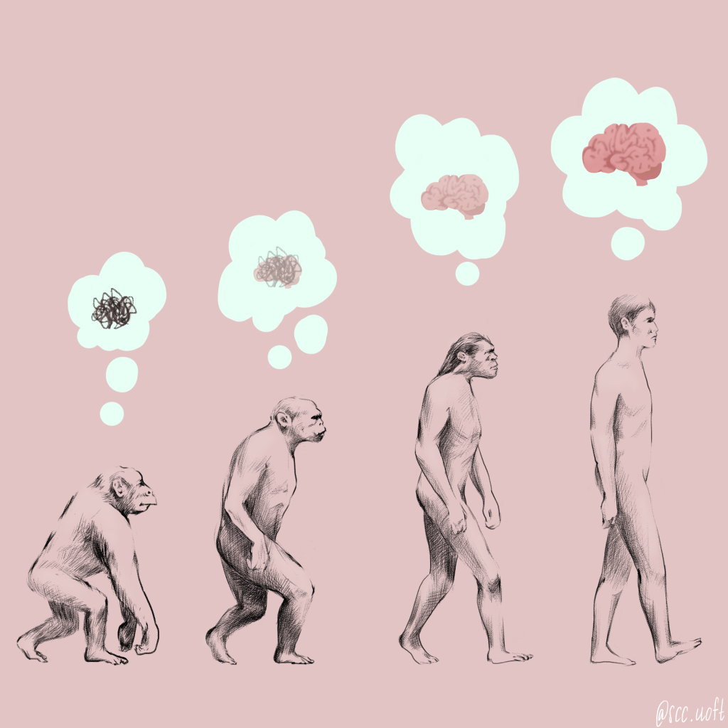 Primates progressively evolving into a human. Thought bubbles above the heads of each primate show the evolution of thought or consciousness, starting as a scribble and eventually a brain.