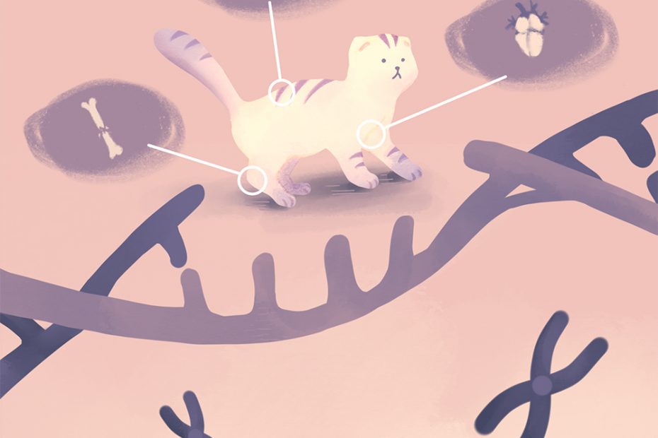 A DNA helix with a missing segment. A Scottish fold cat stands in the gap. A picture of a broken bone, kidneys, and a heart are connected by a line to their respective parts on the Scottish fold cat's body.
