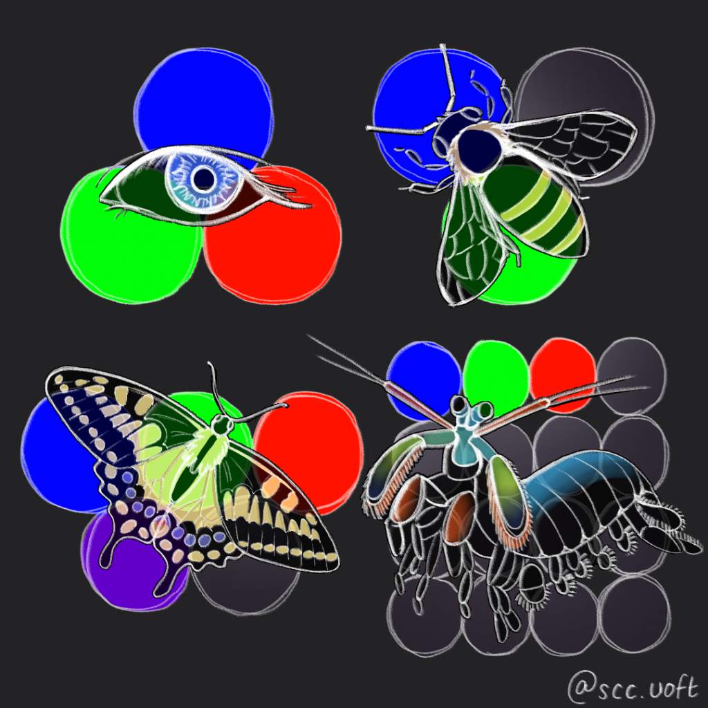 Illustration of a translucent human eye, a bee, a butterfly, and a mantis shrimp. There are three  circles (blue, green, and red) behind the human eye; three circles behind the bee (blue, green, and one uncoloured circle); five circles behind the butterfly (blue, green, red, violet, and one uncoloured circle); and 16 circles behind the mantis shrimp (blue, green, red, and 13 uncoloured circles).