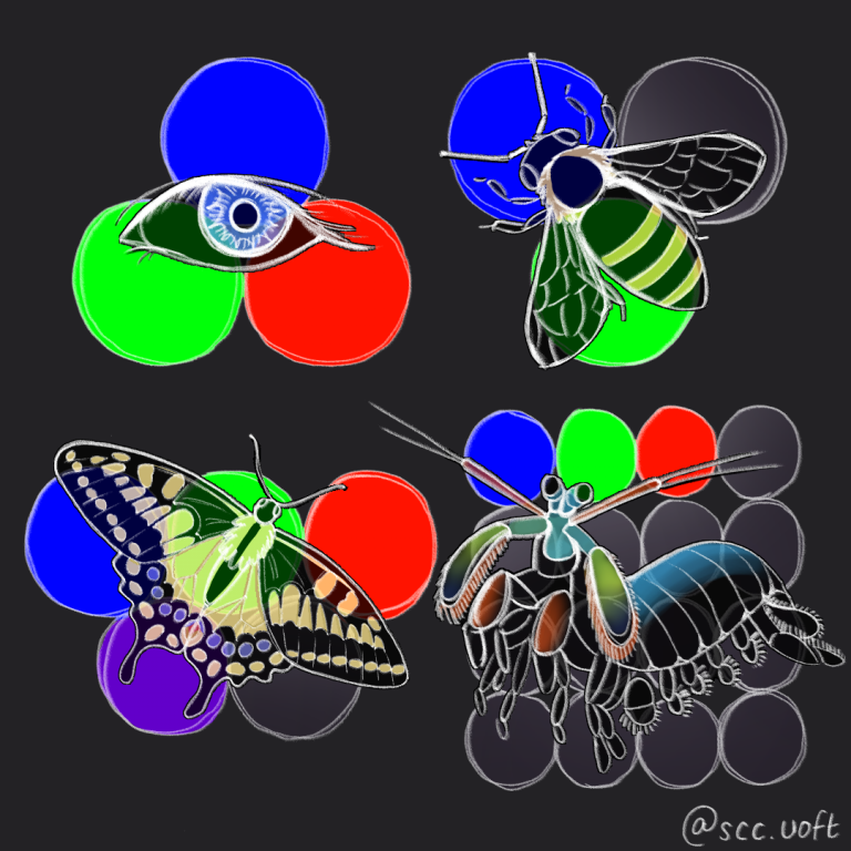 Illustration of a translucent human eye, a bee, a butterfly, and a mantis shrimp. There are three circles (blue, green, and red) behind the human eye; three circles behind the bee (blue, green, and one uncoloured circle); five circles behind the butterfly (blue, green, red, violet, and one uncoloured circle); and 16 circles behind the mantis shrimp (blue, green, red, and 13 uncoloured circles).