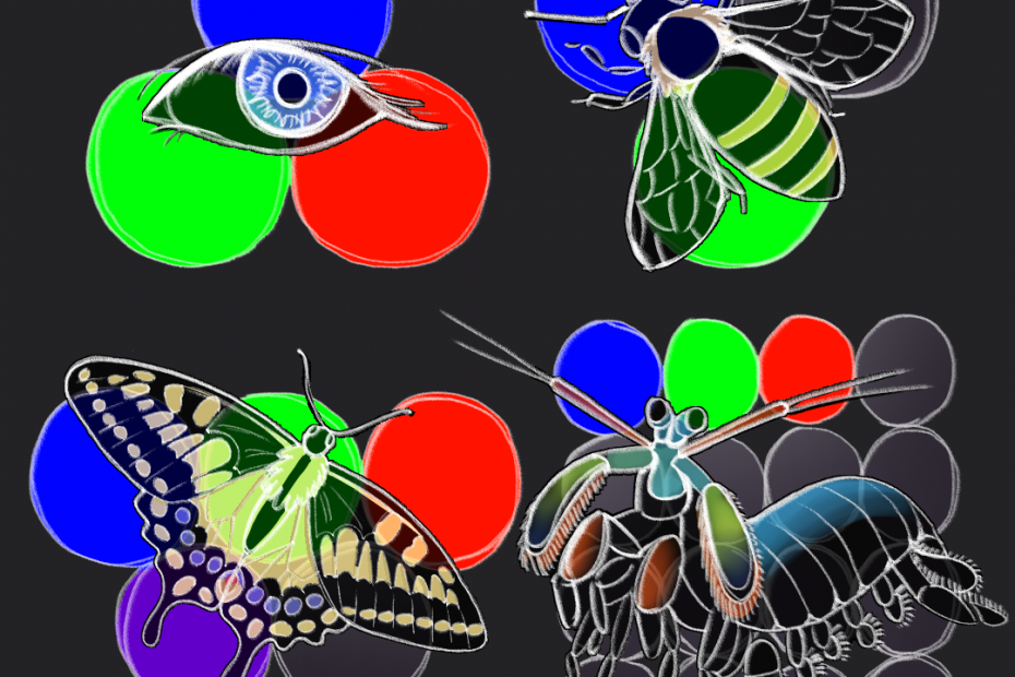Illustration of a translucent human eye, a bee, a butterfly, and a mantis shrimp. There are three circles (blue, green, and red) behind the human eye; three circles behind the bee (blue, green, and one uncoloured circle); five circles behind the butterfly (blue, green, red, violet, and one uncoloured circle); and 16 circles behind the mantis shrimp (blue, green, red, and 13 uncoloured circles).