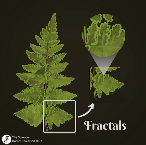 Illustration of a fern leaf, part of which is zoomed-in.