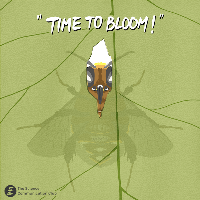 Illustration of a bumble bee's silhouette through a leaf, with its head visible through a hole it made. Text at the top of the image says "Time to bloom!"