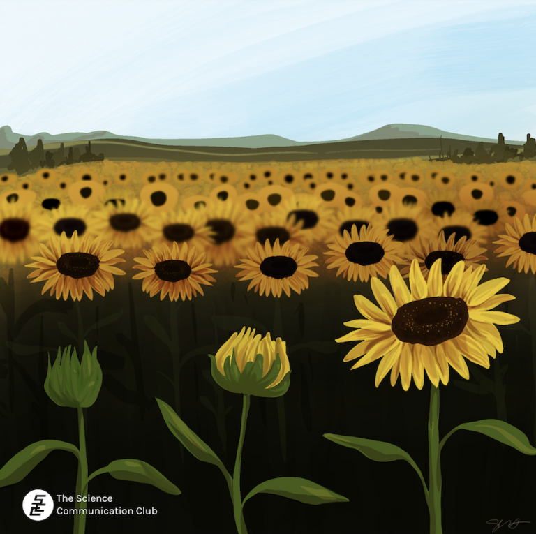 Illustration of two budding sunflowers and a mature one at the front of a sunflower field