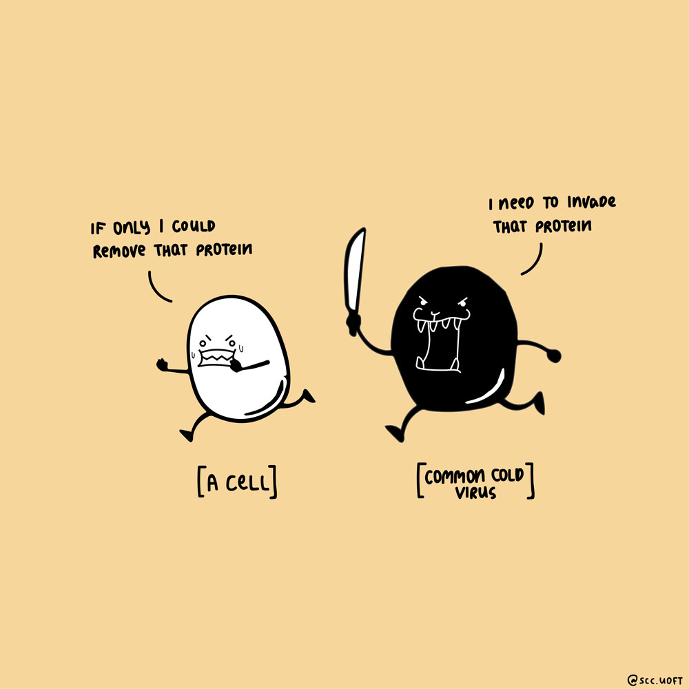 A cell frantically running way from the common cold virus. The cell says, "If only I could remove that protein!" while the virus says, "I need to invade that protein!".