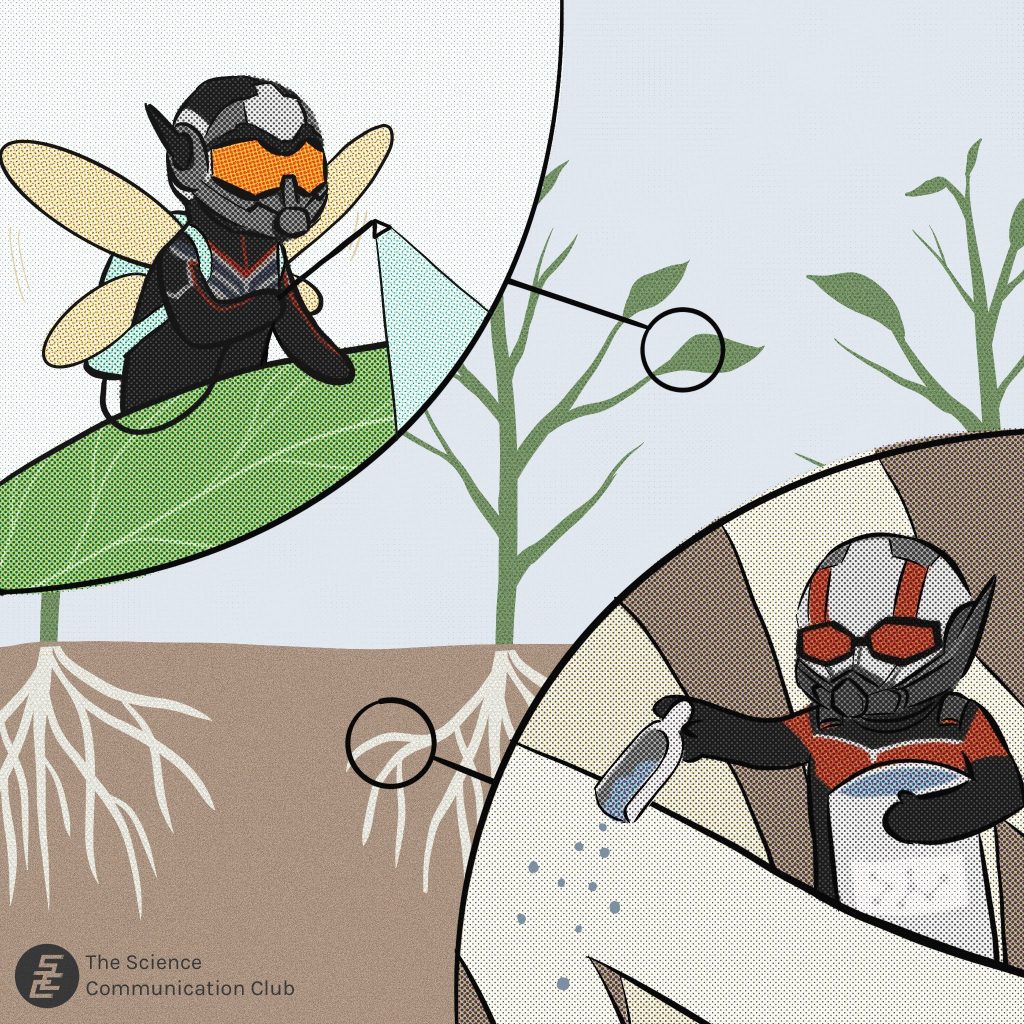Shrunk Ant-man and the Wasp taking care of a plant together, spraying pesticides to the leaves and adding fertilizers to the root