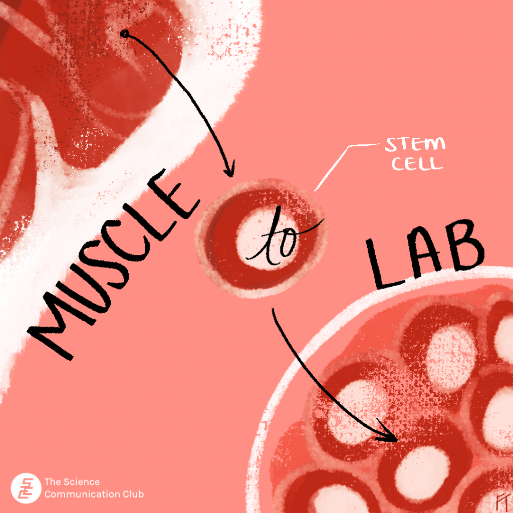 A stem cell taken from muscle can then be cultured and grown in a lab.