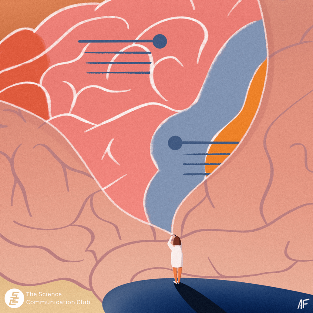 A person standing on a ledge illustrating and labelling the components of a human brain.