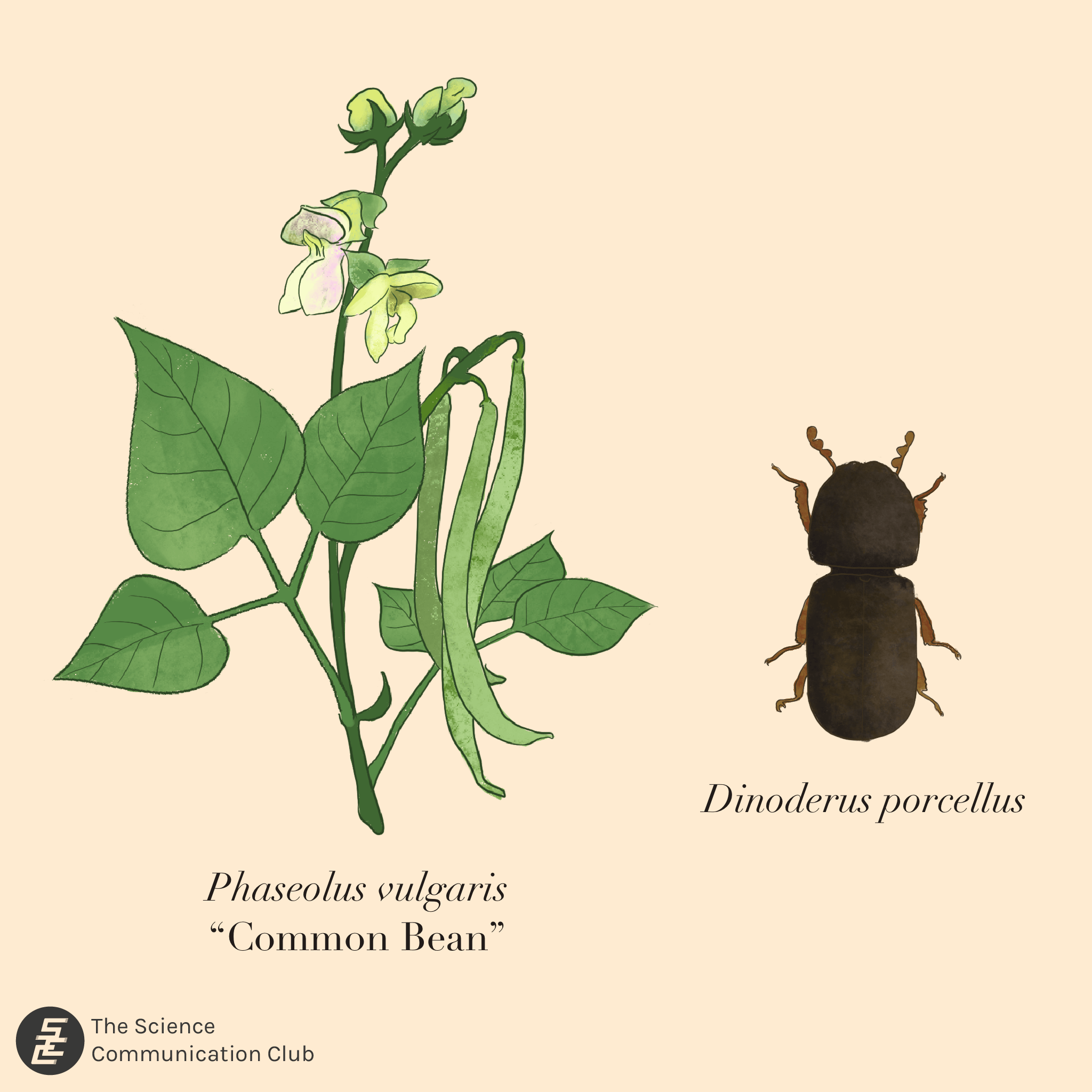 Illustration of the bean and beetle species mentioned in the article