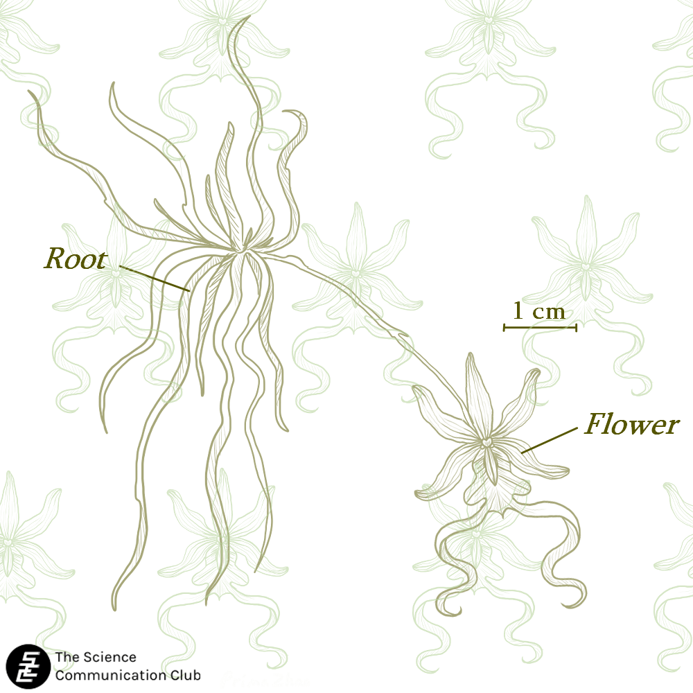 Image of the root and flower of the ghost orchid
