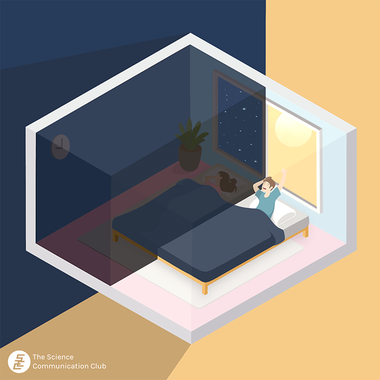 The sleep-wake cycle represented in a 3-dimensional room that is split between night and day. A woman sleeping during the night is contrasted by a man waking up to the light of day.