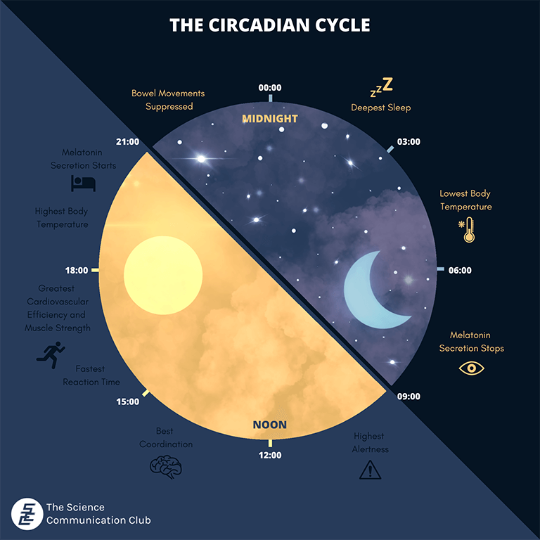 The key components of the circadian cycle with indications of the time in hours. The time is represented in a 24-hour clock.