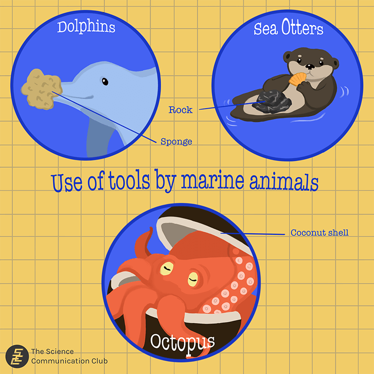 Use of different tools by different marine animals. Dolphins utilize sponges, sea otters utilize rocks and octopi utilize coconut shells.