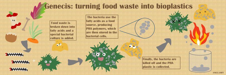 A flow chart showing the process of turning food waste into bioplastics. 1) Food waste is broken down into fatty acids and a special bacterial culture is added. 2) The bacteria use the fatty acids as a food source, producing PHA polymers, which are then stored in the bacterial cells. Finally, the bacteria are killed off and the PHA plastic is collected.