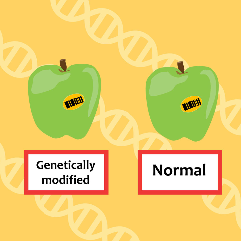 An illustration of two identical-looking green apples, with one labelled as "genetically modified" and the other labelled as "normal". The background is of a yellow colour and contains a pattern of DNA strands.