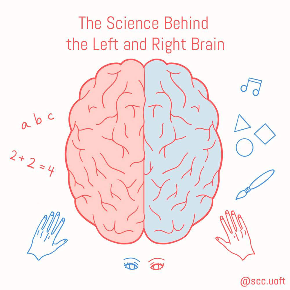 A top view of a brain, with the left hemisphere coloured in red and the right hemisphere in blue. On the the left side of the image, there are letters of the alphabet (ABC) and a math expression (2+2=4). On the right side, there is a musical note, geometric shapes, and a paint brush.