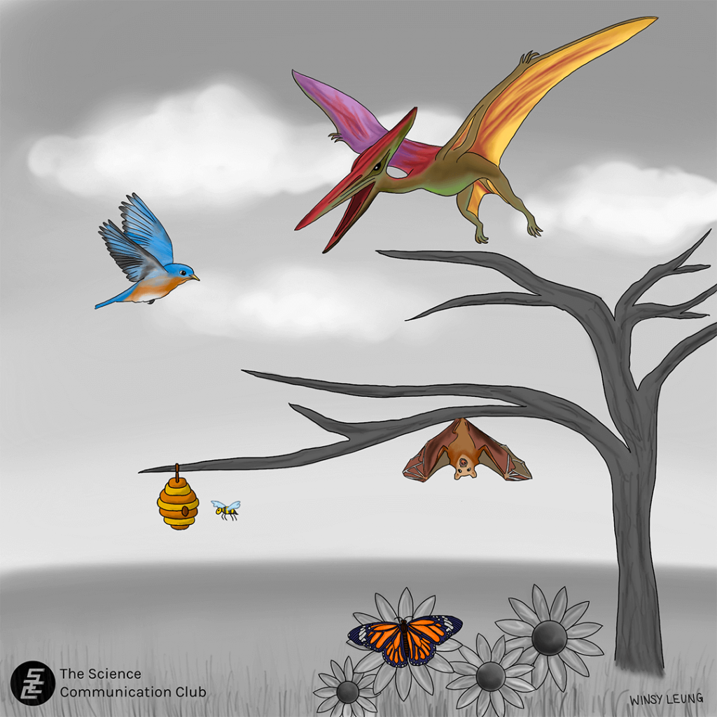 Runway reveals how pterodactyls land › News in Science (ABC Science)