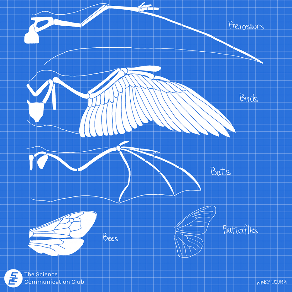 The anatomical wing structures of a pterodactyl, bird, bat, bee, and a butterfly on blueprint paper.