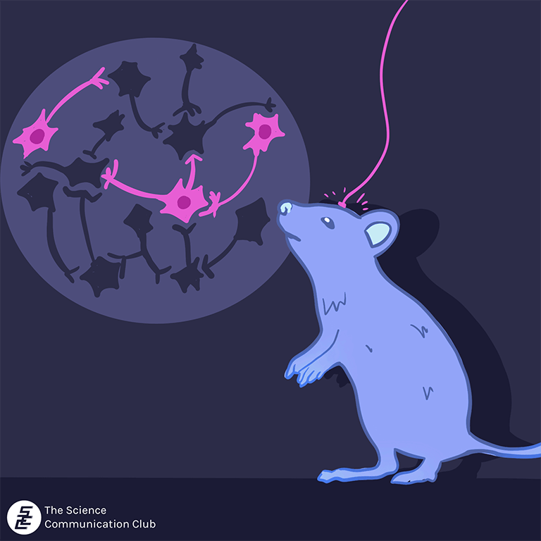 Mouse with a light-emitting wire attached to its head. A zoomed-in spotlight on the wall shows selective neurons activated in pink.