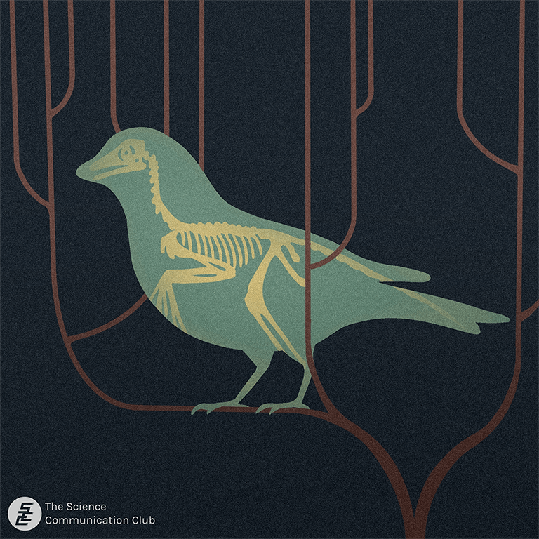 A silhouette of a babbler bird on a tree branch. The skeleton of the bird is overlaid on the silhouette.
