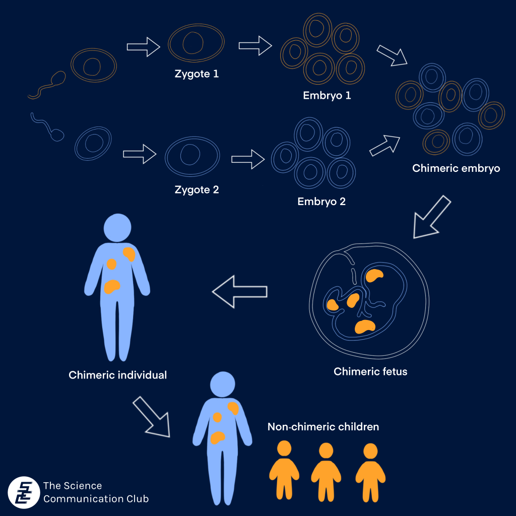 A flowchart shows the progression of two zygotes that form two different embryos, then fuse together to form a chimeric embryo. The embryo develops into a fetus and then an individual, who is represented by two different colours patched together. Lastly, the chimeric individual has three non-chimeric, monochrome children.