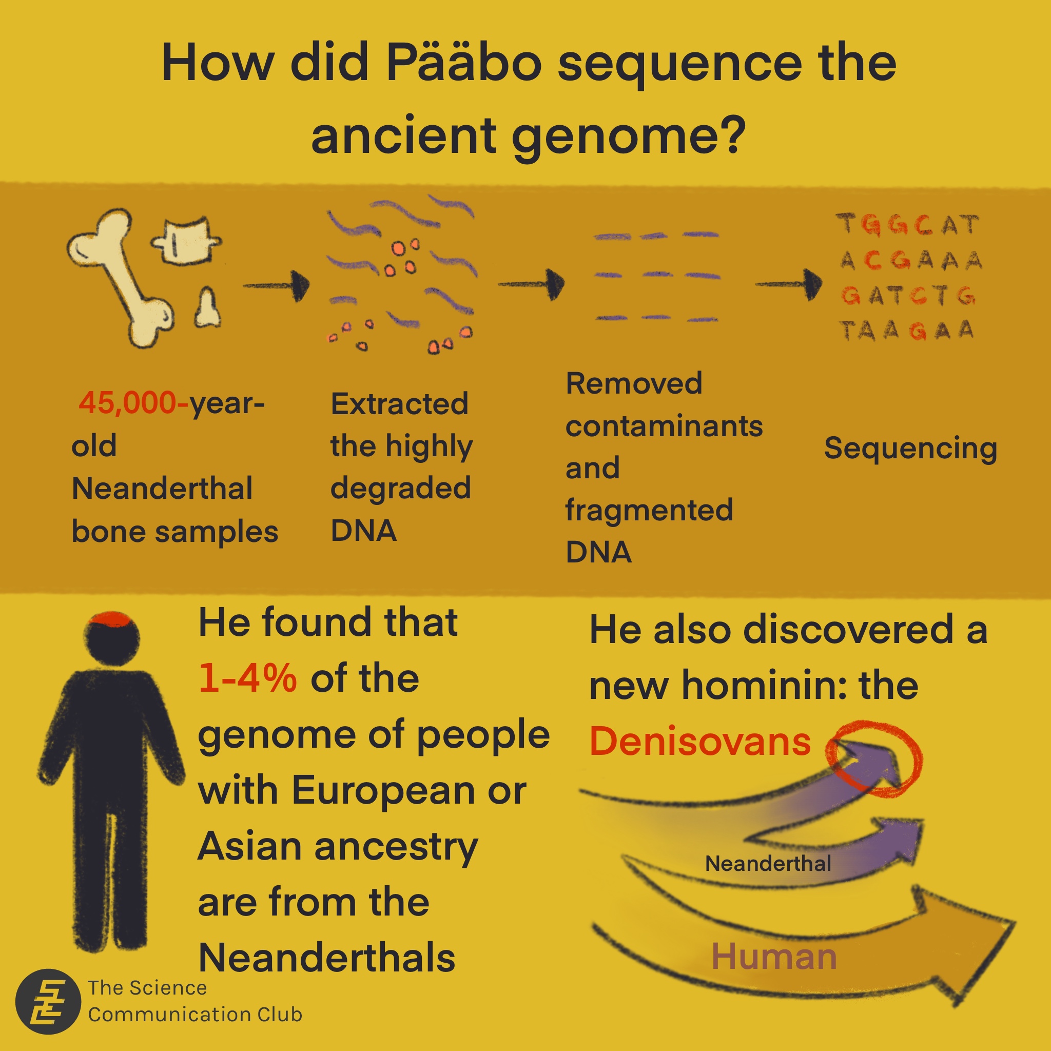 An infographic summarizing the Neanderthal DNA Sequencing experiment. Text: How did Pääbo sequence the ancient genome? Step 1. 45,000-year-old bones. Step 2. Extracted the highly degraded DNA. Step 3: Removed contaminants and fragment DNA. Step 4: Sequencing. He found that 1-4% of the genome of people with European or Asian ancestry are from the Neanderthals. He also discovered a new hominin: the Denisovans. Hominin refers to the group of modern humans, extinct human species, and immediate human ancestors.