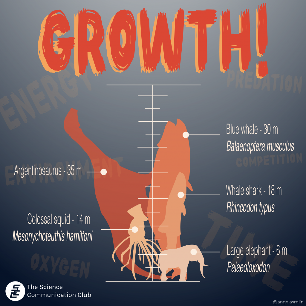 A vertical scale comparing the sizes of various colossal animals mentioned in the article including the following: Argentinosaurus (35 m), blue whale/balaenoptera musculus (30 m), whale shark/rhincodon typus (18 m), colossal squid/mesonychoteuthis hamiltoni (14 m), and large elephant/palaeoloxodon (6 m). The word 'growth' is written above the scale and faint words that are relevant to growth (i.e. energy, time. environment, oxygen, competition, predation) are in the background. 