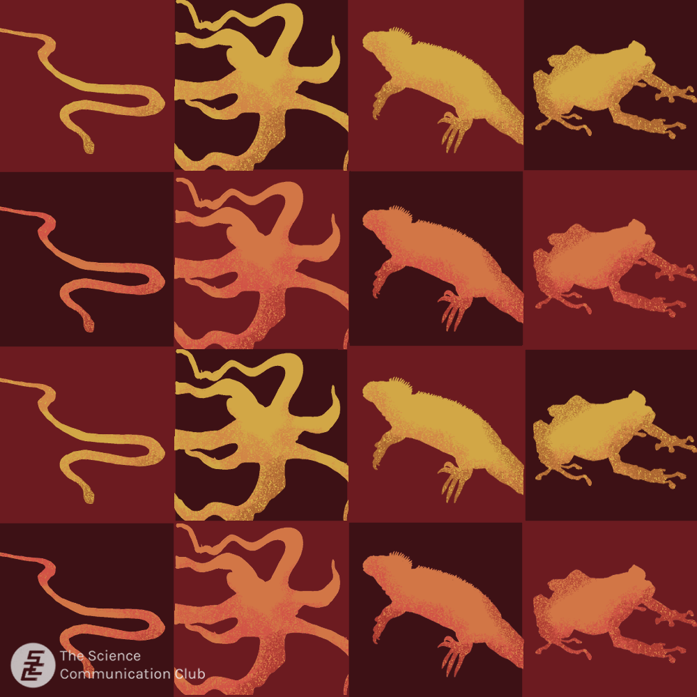 Repeating panels of silhouettes showing the flying snake, mimic octopus, marine iguana, and mutable rainfrog.