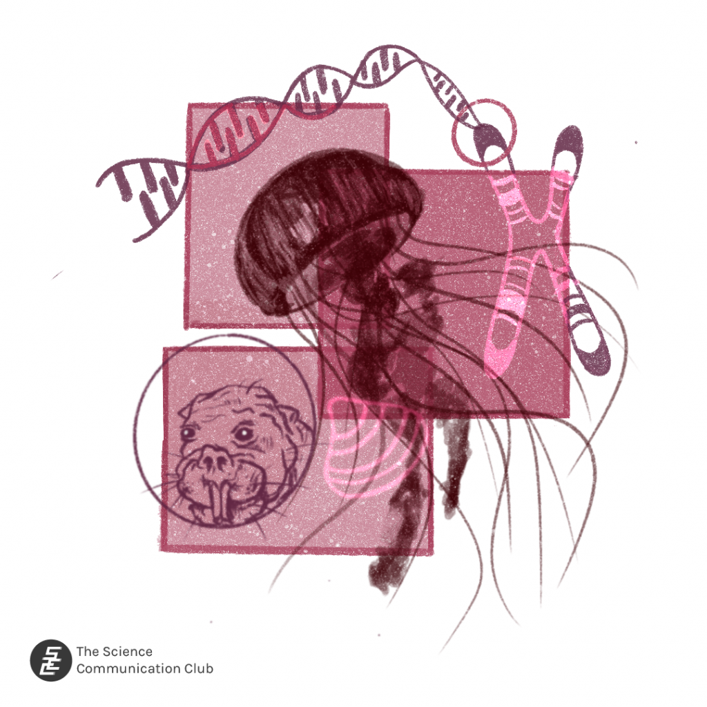 An image of a jellyfish and a clam in the centre. On the left side is an image of a naked mole rat and on the right side, a chromosome with dark regions on the ends representing telomeres and DNA unwinding from one end