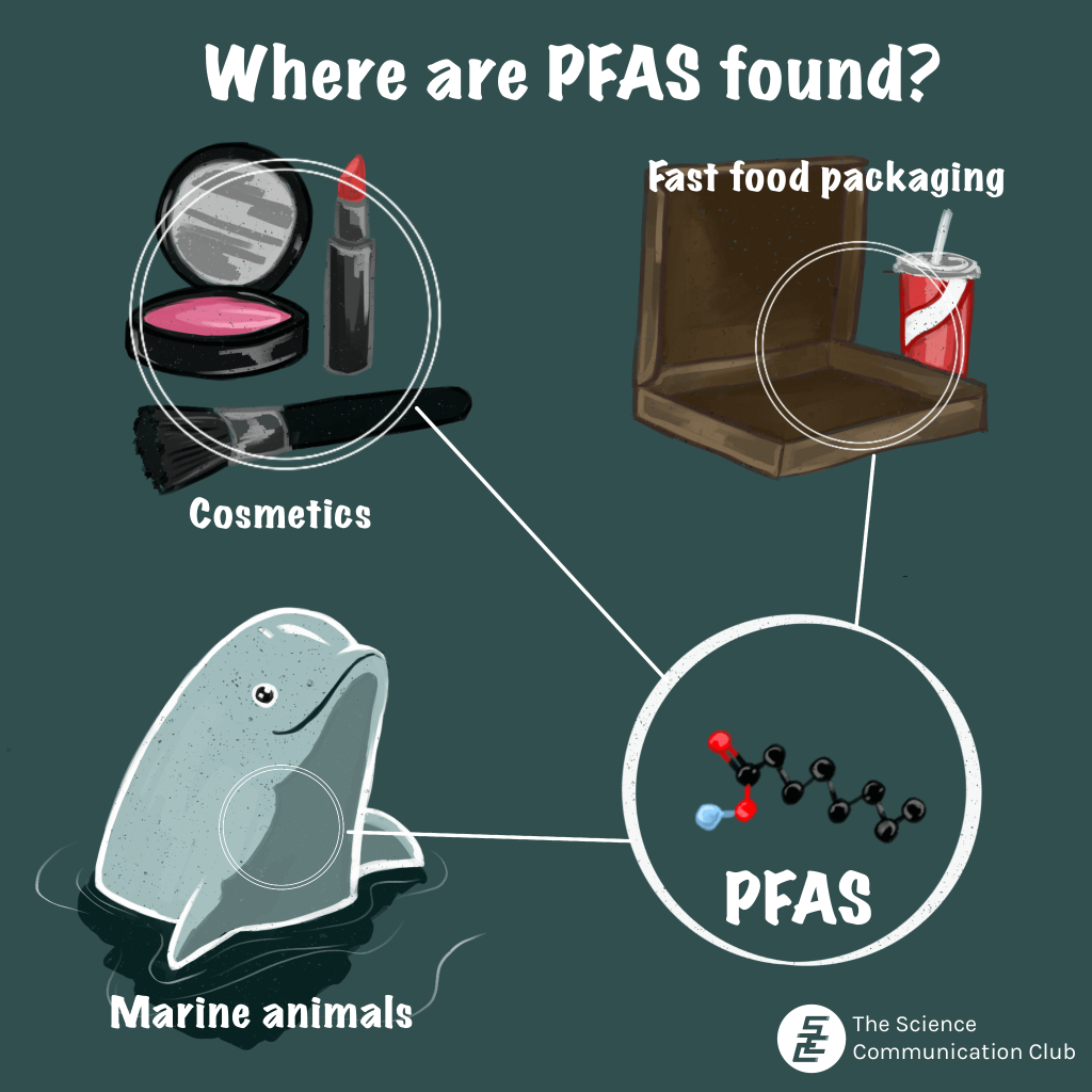 Text reads “Where are PFAS found?”. A beluga is shown with the text “Marine animals”. Blush, lipstick and makeup brush is shown with the text “Cosmetics”. An empty pizza box and fountain drink cup is shown with the text “Fast food packaging. A circle is drawn on each set of images, connected by a line to the molecular structure of PFAS.