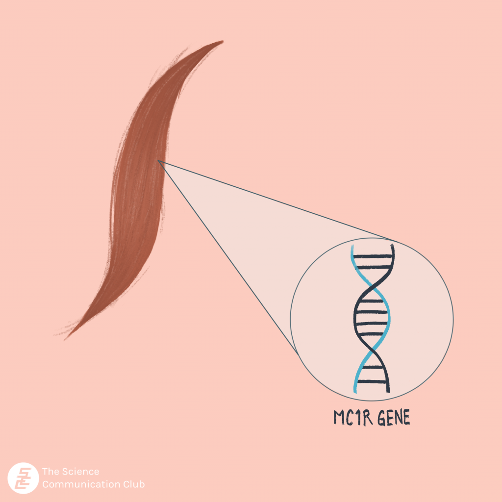 Up close DNA illustration of red hair strands with label under "MC1R gene"