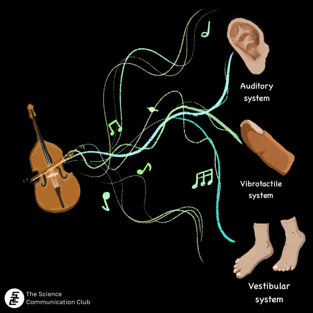 A double bass producing green and blue sound waves and musical notes. The sound waves connect to an ear, with the text: Auditory system, the tip of a finger, with the text: Vibrotactile system, and a pair of feet, with the text: Vestibular system.