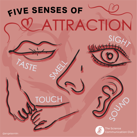 Under text saying five senses of attraction are illustrations representing taste as a mouth, smell as a nose, sight as an eye, touch as hands holding, and sound as an ear.