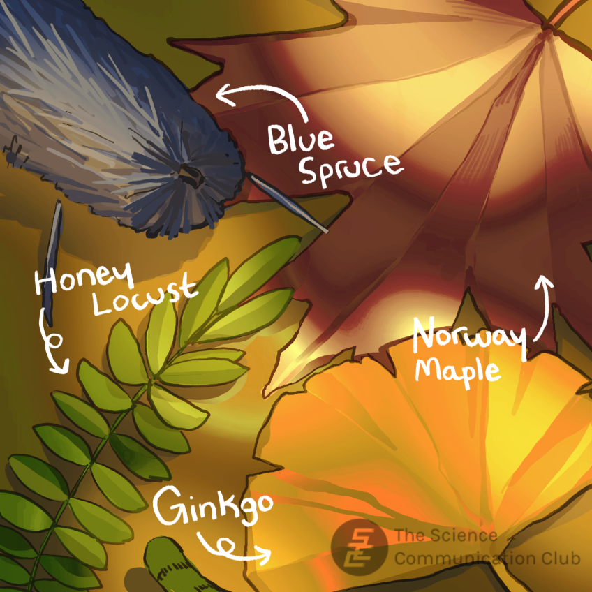 Three leaves and a branch lay on the ground in dappled sunlight. A yellow ginko tree leaf, a red Norway Maple leaf, a green Honey locust leaf and a branch of blue spruce. White text and arrows label each plant.