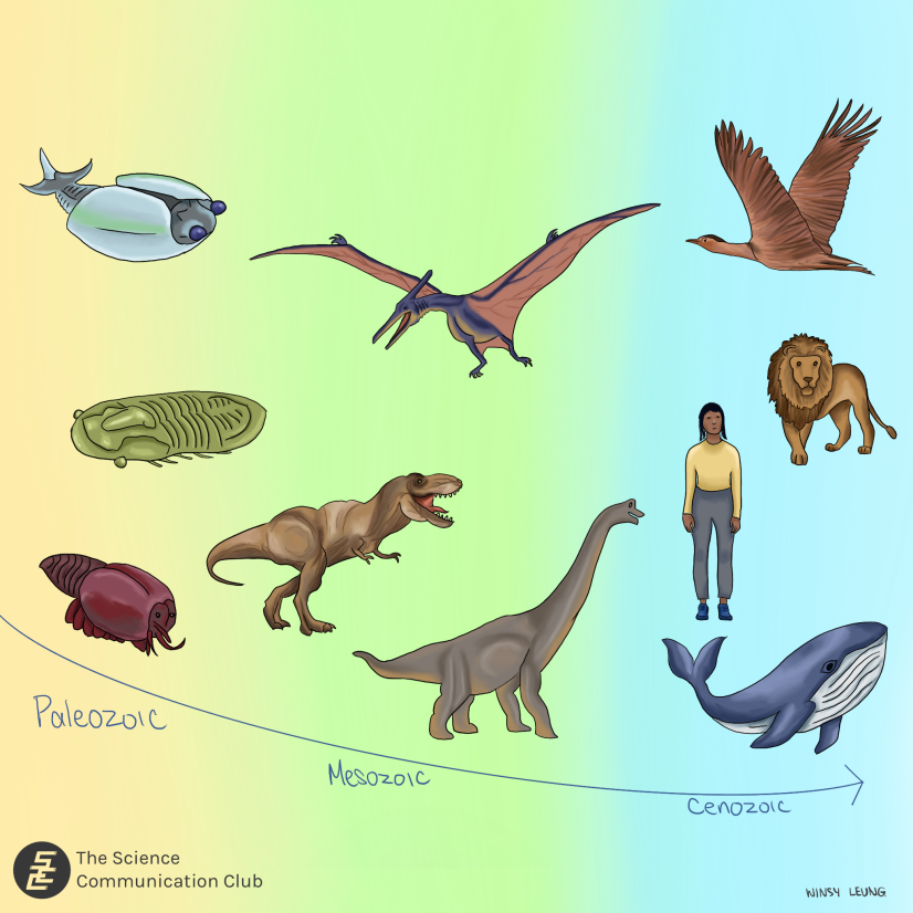 A time line divided in 3 sections labeled as era. Species such as early invertebrates, bony fish and anomalocaris representing the paleozic era. Pteranodon, Brachiosaurus and Tyrannosaurus rex representing Mesozoic era. Goose, lion, human and whale representing Cenozoic era.
