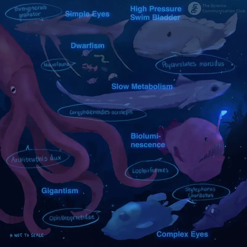 A display of several deep sea creatures (not to scale). The background is in the dark depths of the ocean, the only light source comes from the anglerfish bioluminescence.