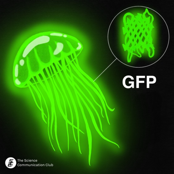 The image shows a green fluorescent jellyfish. In the upper right corner an enlarged image of the GFP protein is shown to highlight where GFP was discovered.