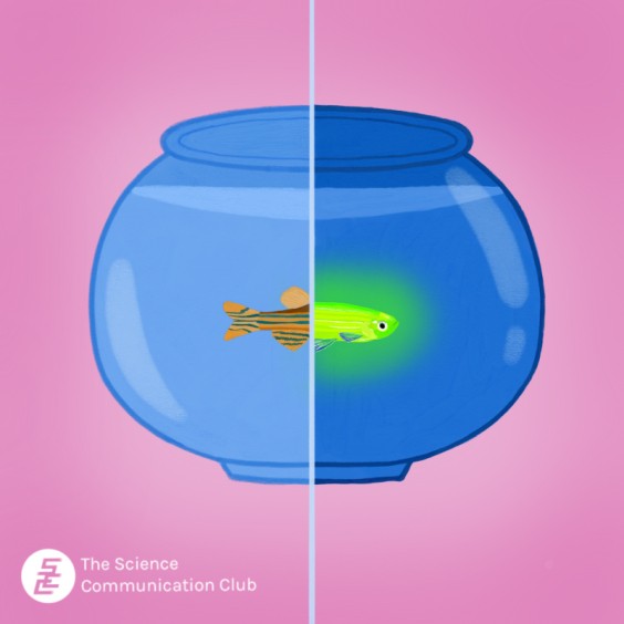 The image shows a fishbowl against a pink background. There is a zebrafish in the fishbowl. The image is split in half, the left side of the zebrafish appears normal in color, while the right side glows a fluorescent green.