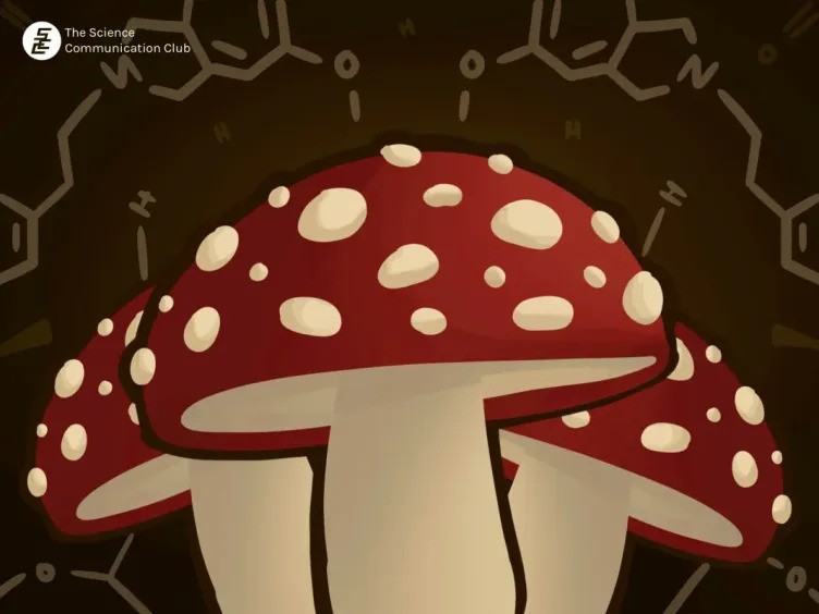 Image shows three white-speckled red mushrooms with the chemical structure of hericerin (an important compound responsible for the positive effects of Lion’s Mane on the brain) in the background.