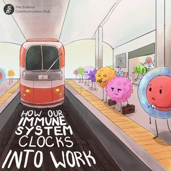 Image shows a train station. Cells stand on the platforms. The closest cell (red with a blue circle around it) has a watch on its hand. Further away is a pink and orange cell. In the background, two cells can be seen descending a staircase. Other cells are also present in the background. A red and white train approaches the front of the image. Underneath is the white text stating "How our immune system clocks into work."