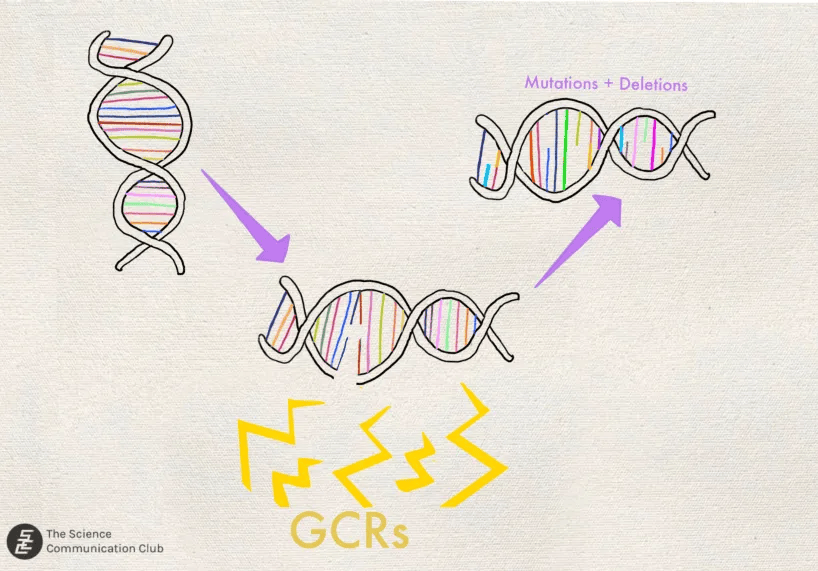 Arrow points from a double-stranded helix strand to another splitting stranded helix strand getting hit with GCRs. One last arrow points to another double-stranded helix strand that has been mutated and some information of the helix has been deleted.