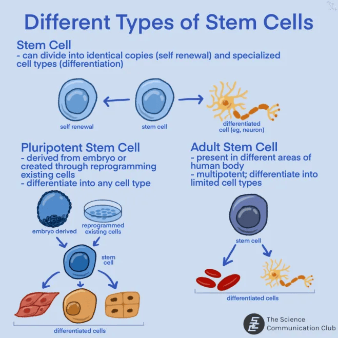 Title reads “Different Types of Stem Cells.” Text reading “Stem cell; can divide into identical copies (self renewal) and specialized cell types (differentiation)” accompanies an illustration of a stem cell; to its left is an arrow pointing to another stem cell to represent self renewal, and to its right is an arrow pointing to a neuron to represent differentiation into a specialized cell. On the left, text reading “Pluripotent Stem Cell; derived from embryo or created through reprogramming existing cells; differentiate into any cell type” accompanies an illustration depicting how pluripotent stem cells come from embryonic and reprogrammed cells; arrows radiating from the stem cell point to 3 different specialized cells. On the right, text reading “Adult Stem Cell; present in different areas of human body; multipotent, differentiate into limited cell types” accompanies an illustration of a stem cell with arrows radiating from the stem cell pointing to 2 different specialized cells.