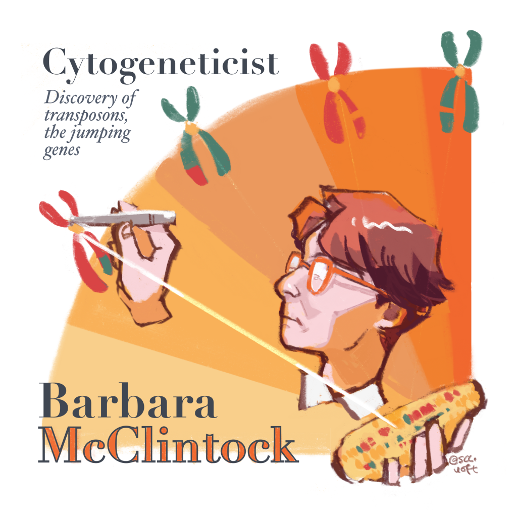 A portrait of Barbara McClintock picking out a chromosome from a cob of corn using a pair of tweezers. The text reads "Cytogeneticist, the discovery of transposons, the jumping genes".