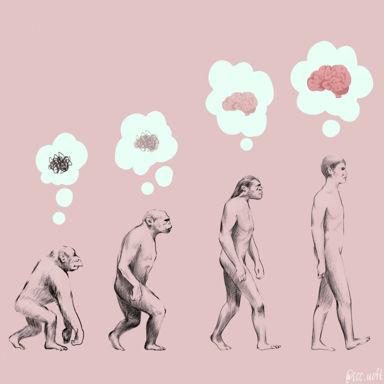 Primates progressively evolving into a human. Thought bubbles above the heads of each primate show the evolution of thought or consciousness, starting as a scribble and eventually a brain.