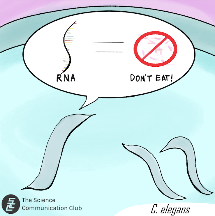 Illustration of a C. elegans worm in a petri dish, teaching its offspring to recognize certain RNA as a sign to not eat