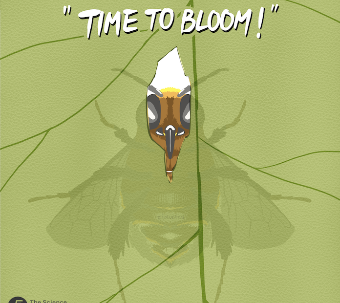 Illustration of a bumble bee's silhouette through a leaf, with its head visible through a hole it made. Text at the top of the image says "Time to bloom!"