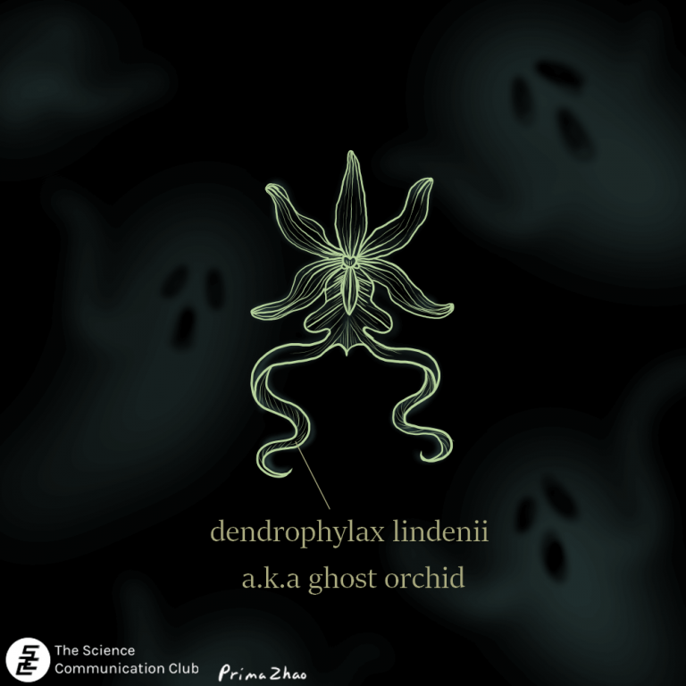 Image of dendrophylax lindenii aka the ghost orchid on a black background with some ghosts