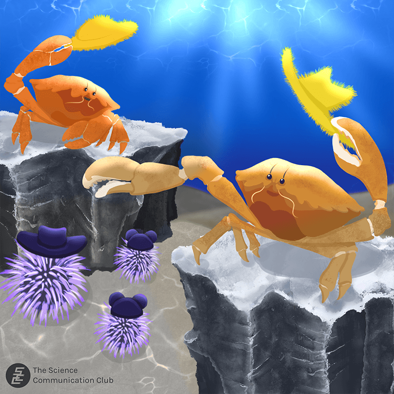 At the sea floor, two sponge crabs are tipping their sponge hats to one another. In addition, three sea-urchins are each wearing a hat.