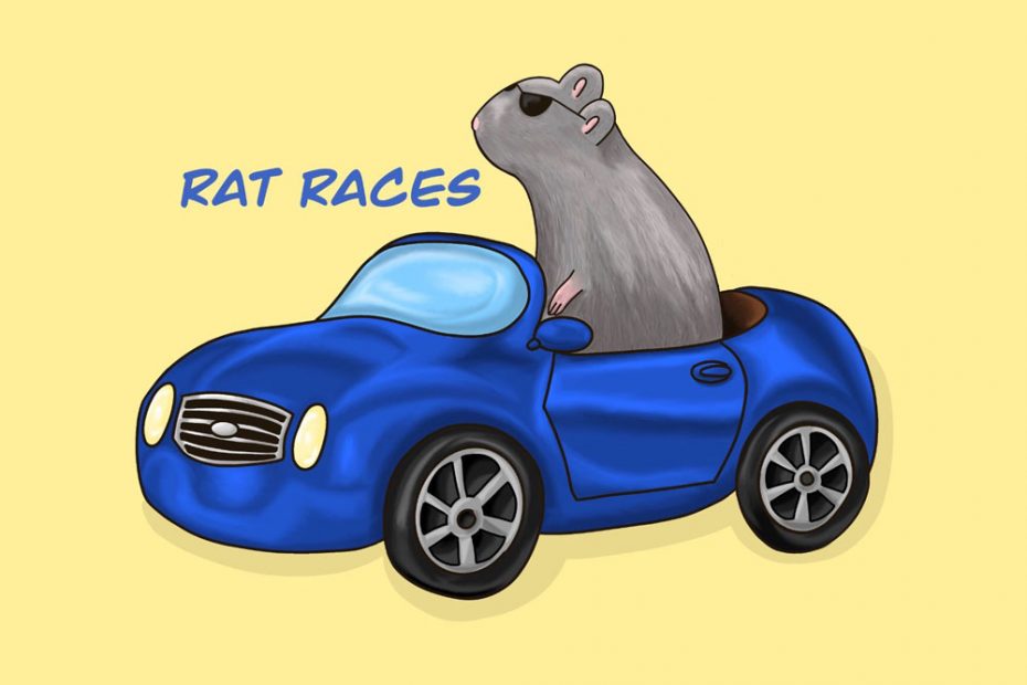 A grey rat in a blue convertible car.