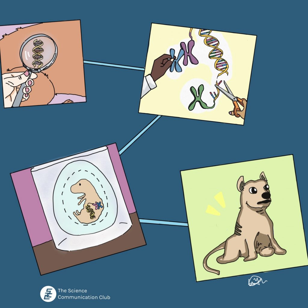 Timeline of how a thylacine is brought back. 1: A person's hand finds DNA from a creature with a magnifying glass. 2: Two people's hands cut and edit the DNA. 3: A thylacine embryo containing the edited genes. 4: Baby thylacine sitting.